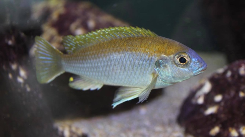 Gephyrochromis lawsi 'Londo'